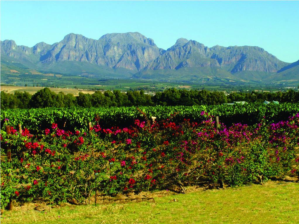 Cana Vineyard Guesthouse Paarl Eksteriør bilde